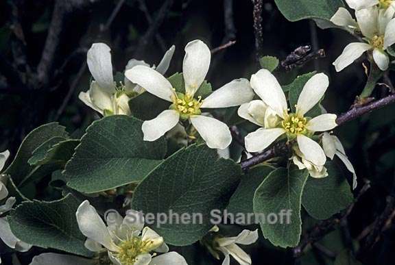 amelanchier utahensis 2 graphic